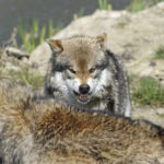 Prey, Predators, And Alpha Predators