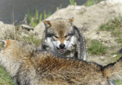 Prey, Predators, And Alpha Predators by Charles Sledge