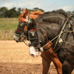Be A Smart Work Horse