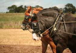 Be A Smart Work Horse by Charles Sledge