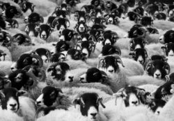 Do The Opposite Of The Majority by Charles Sledge