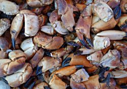 The Bucket Of Crabs & Humanity by Charles Sledge