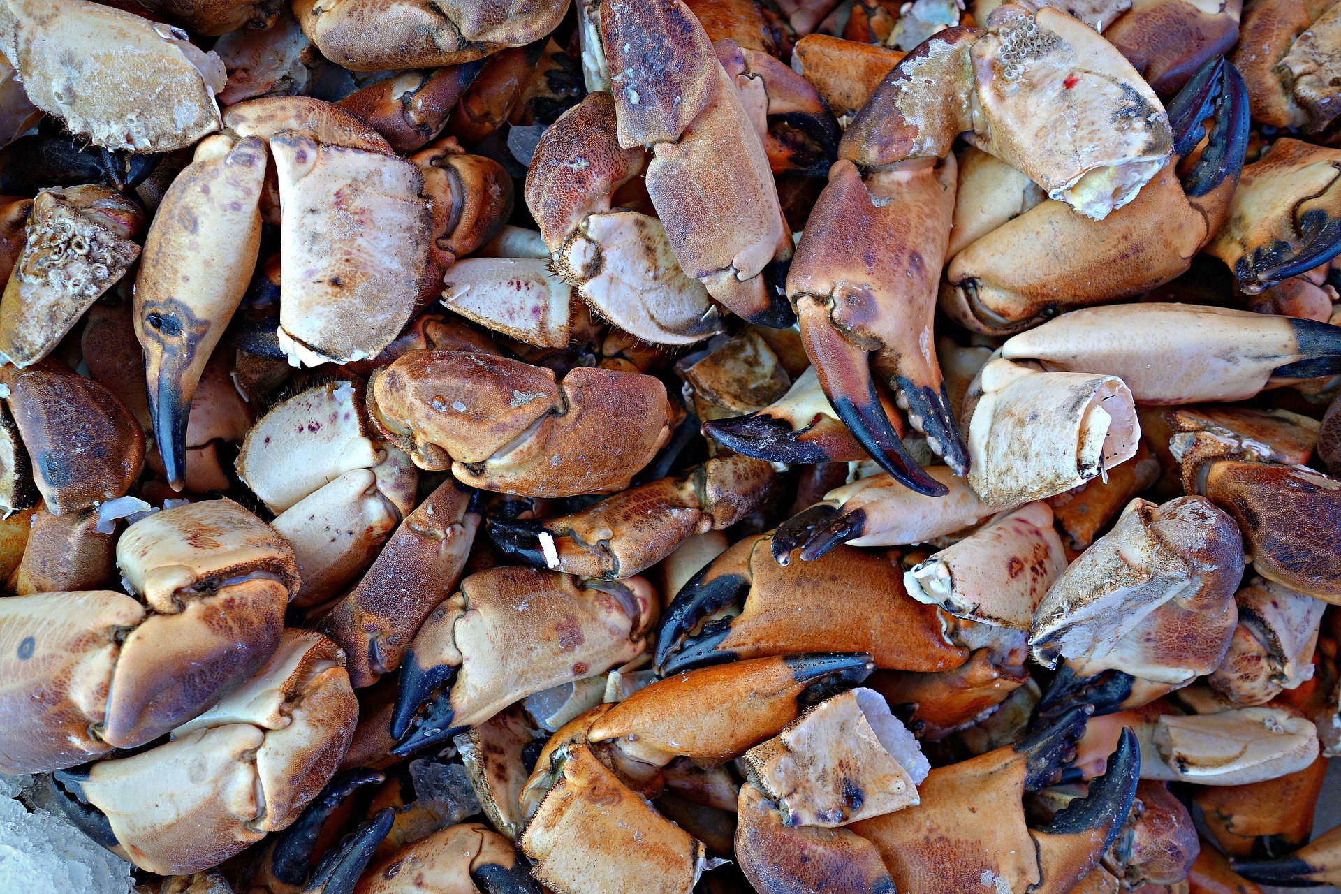 The Bucket Of Crabs & Humanity by Charles Sledge