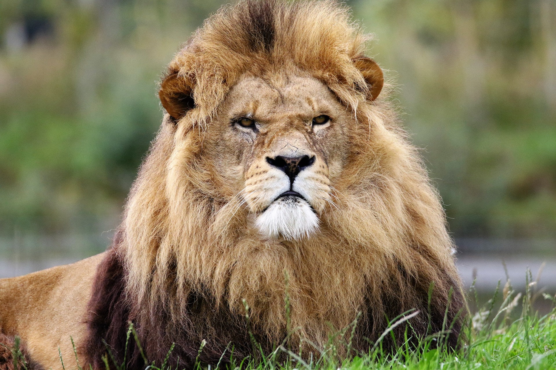 3 Reasons It Pays To Be An Alpha Male by Charles Sledge