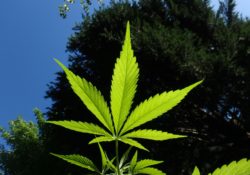 3 Reasons Weed Sucks by Charles Sledge
