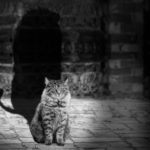 Embrace Your Masculinity