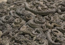 Trust Your Gut by Charles Sledge