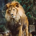 How To Achieve The Physique Of The King Of The Jungle (Top 20%) (Forever Alpha Blog)