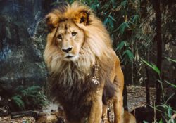 How To Achieve The Physique Of The King Of The Jungle (Top 20%) (Forever Alpha Blog) by Charles Sledge