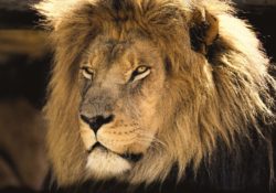3 Ways That Simply Being A Man Is The New Counterculture by Charles Sledge