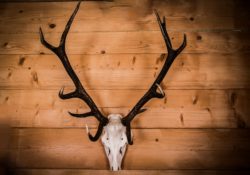 3 Tribalist Books Ever Red Piller Needs To Read by Charles Sledge