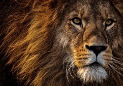 The Link Between Being Dangerous & Being Masculine by Charles Sledge