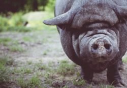 The Pearls Before Swine Marketing Analogy by Charles Sledge