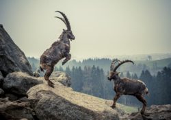 The Importance Of Having A Familiarity With Violence For Men by Charles Sledge